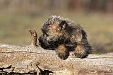 CAIRN TERRIER 343